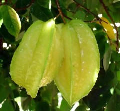 Starfruit